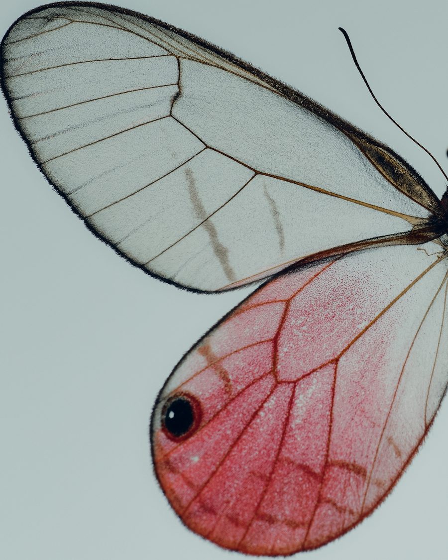 A translucent butterfly wing blushing pink